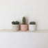 Cactus in colourful ceramic planter